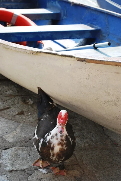 Pato e barco — Fotografia de Stock