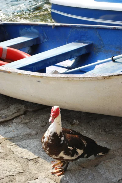 Pato y barco —  Fotos de Stock