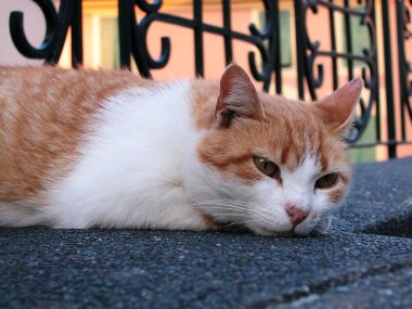 beyaz ve kırmızı kedi