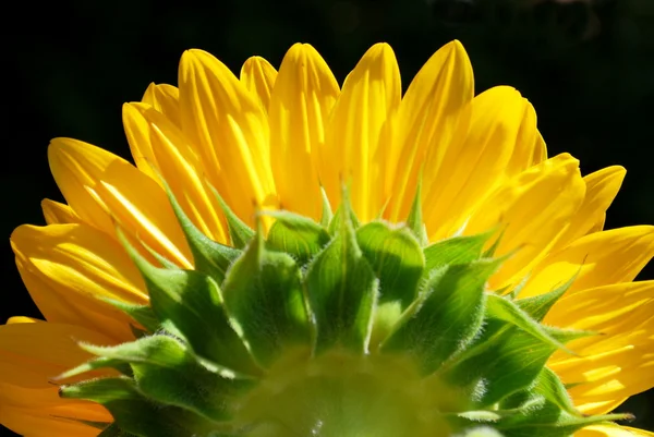 Girassol amarelo — Fotografia de Stock