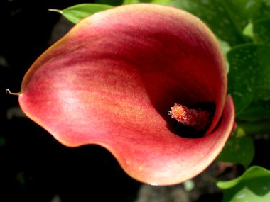 Kırmızı calla