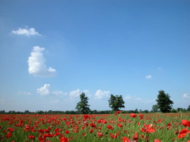 Kırmızı poppies alan