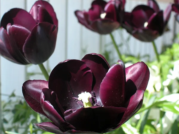 Tulipanes negros — Foto de Stock