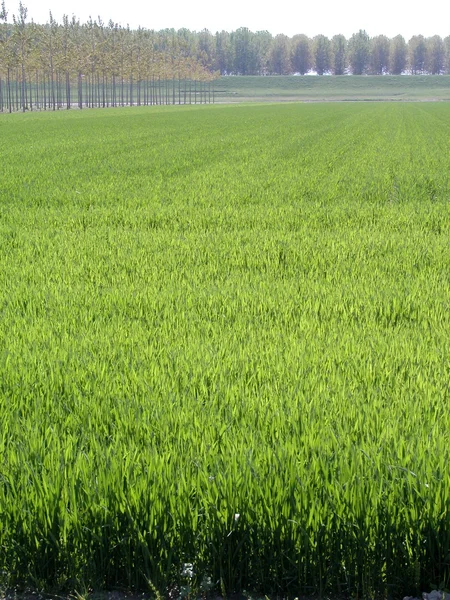 Cultivated field — Stock Photo, Image