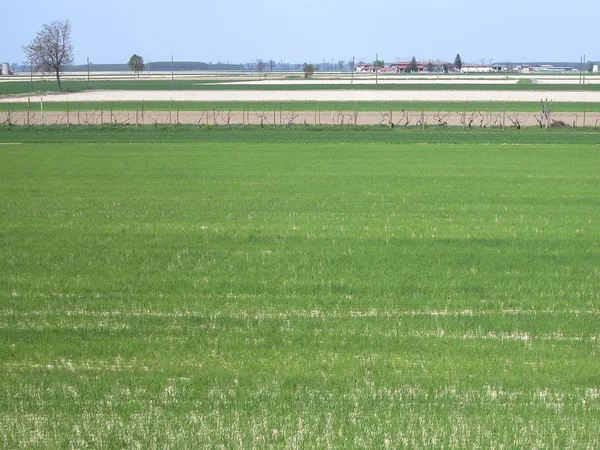 Flat cultivated land — Stock Photo, Image