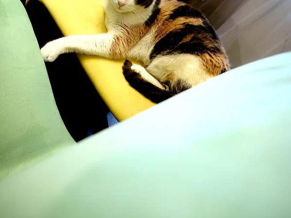Kat op een stoel — Stockfoto
