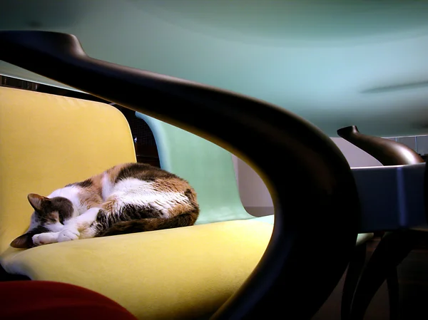 Kot na krześle — Zdjęcie stockowe