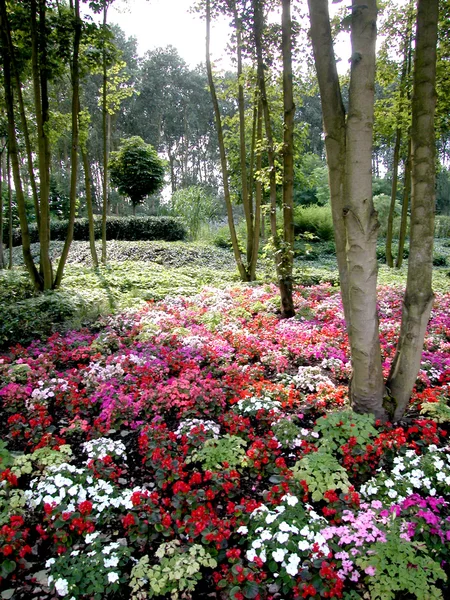 Flores coloridas abaixo de árvores em um parque — Fotografia de Stock
