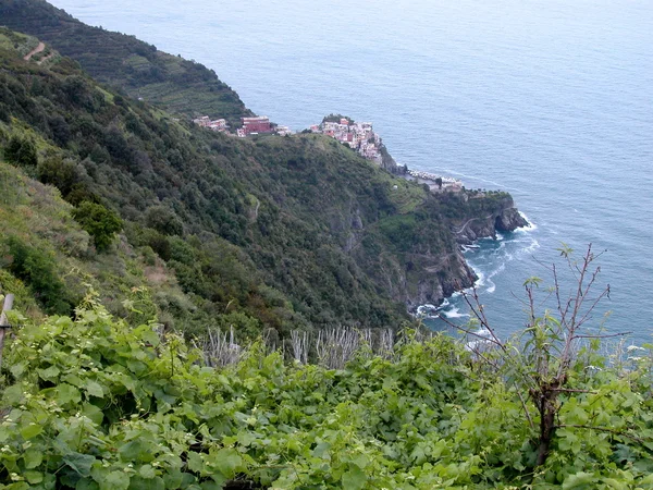 Corniglia y viñedos, Cinque Terre, Italia —  Fotos de Stock