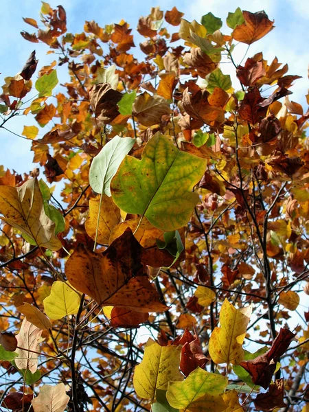 Herfst bladeren op blauwe lucht — Stockfoto