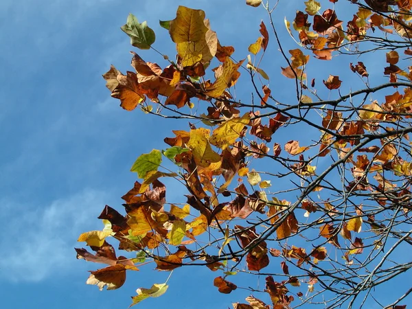 Herfst bladeren op blauwe lucht — Stockfoto