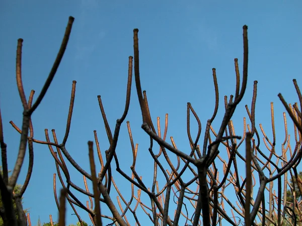 Träd grenar mot blå himmel — Stockfoto