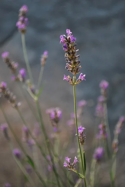 Lavender closeup — Stock Photo, Image
