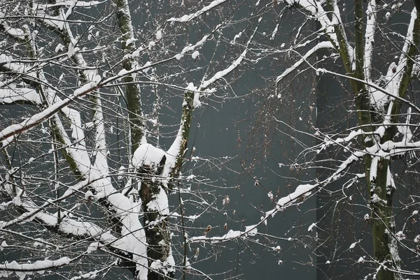 Сніг покритий гілками дерева — стокове фото