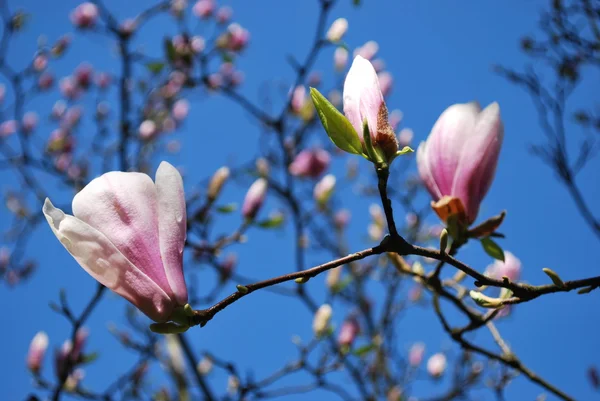 गुलाबी मॅग्नोलिया फुले — स्टॉक फोटो, इमेज