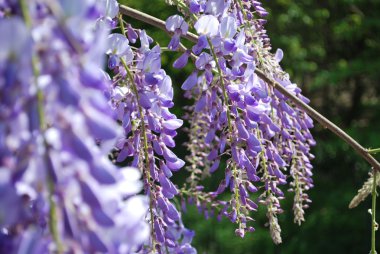 Wisteria çiçekler