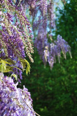 Wisteria çiçekler