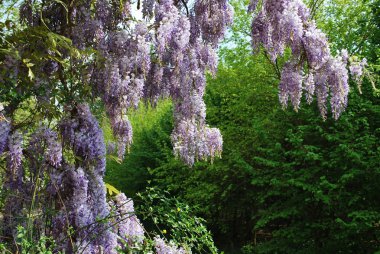 Wisteria çiçekler