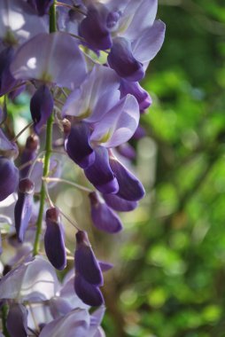 Wisteria çiçek detay