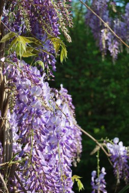 Wisteria çiçekler