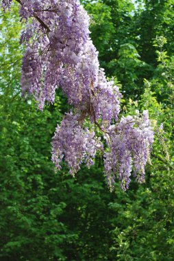 Wisteria çiçekler