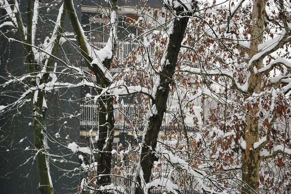 stock image Snow covered branches of tree