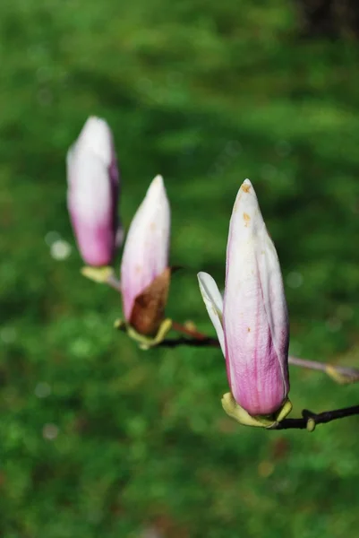 गुलाबी मॅग्नोलिया फुले — स्टॉक फोटो, इमेज