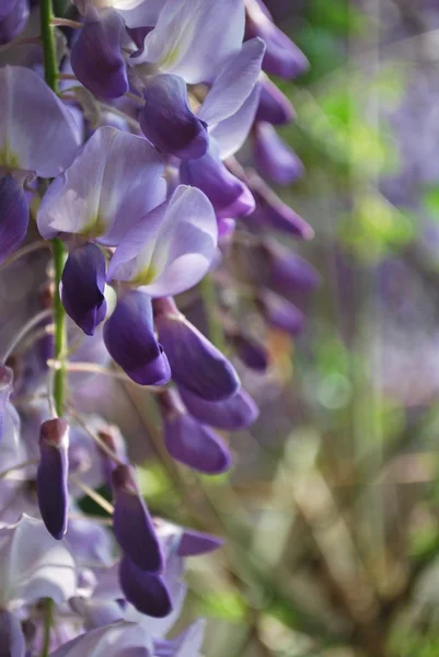 stock image Wisteria flowers detail