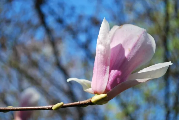 गुलाबी मॅग्नोलिया फूल — स्टॉक फोटो, इमेज