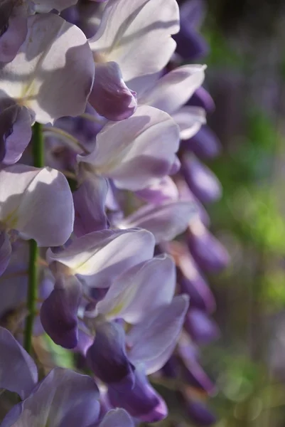 stock image Wisteria flowers detail