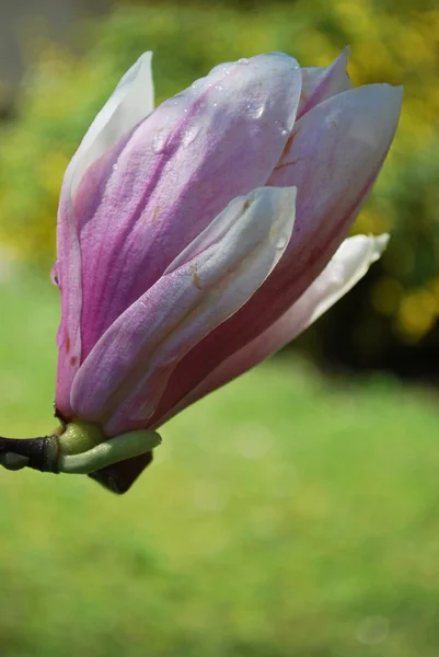 गुलाबी मॅग्नोलिया फूल — स्टॉक फोटो, इमेज