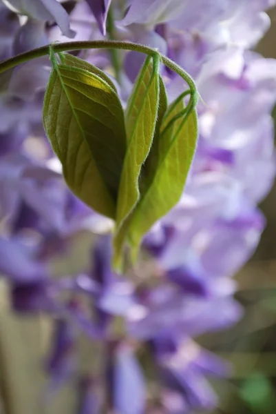 Glicynia kwiaty detal — Zdjęcie stockowe