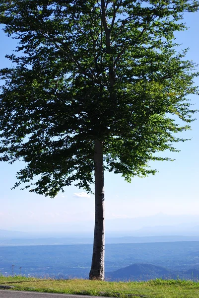 Osamělý strom — Stock fotografie