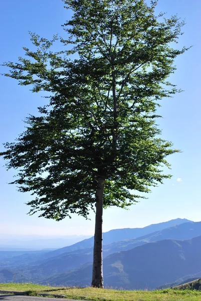 Solitary tree — Stock Photo, Image