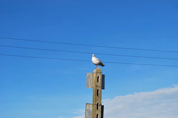 Solitary seagull — Stock Photo, Image