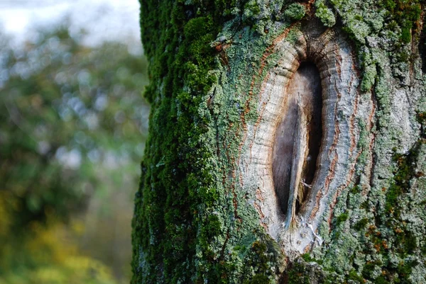 木の幹の穴 — ストック写真