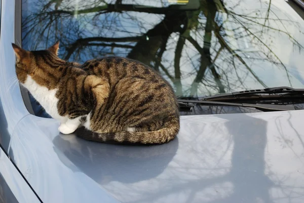 stock image Cat on the car