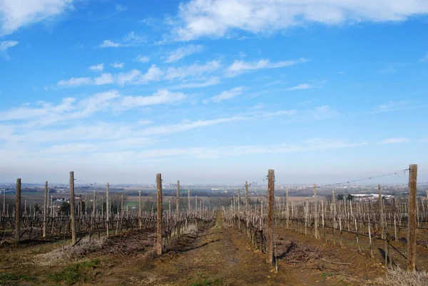 Wijngaard panorama — Stockfoto