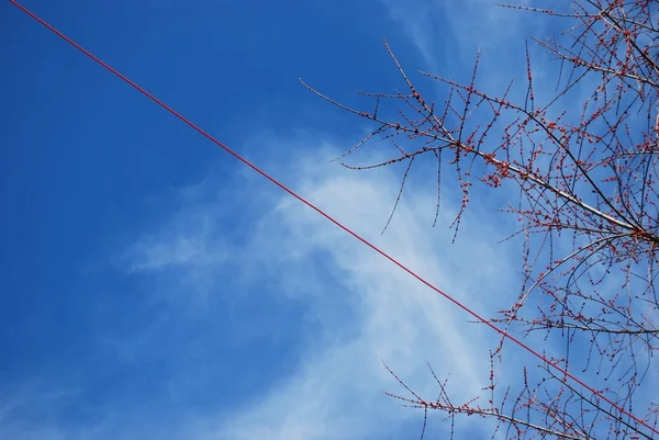 浆果和电线上的天空 — 图库照片