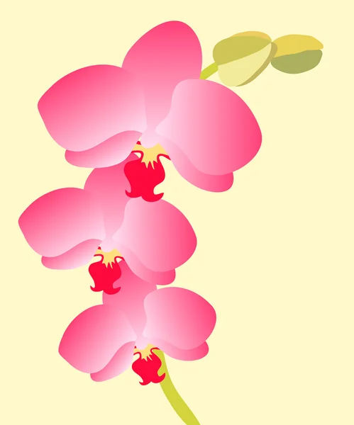 Fleurs d'orchidée — Photo
