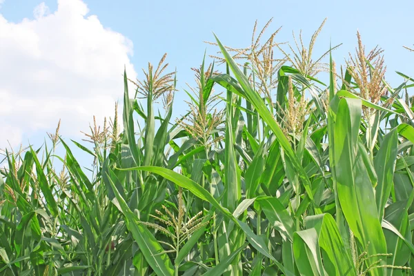 Кукурудзяне поле під небом — стокове фото