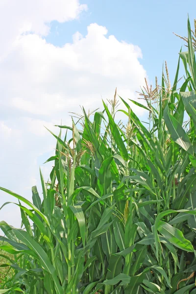Campo de maíz bajo el cielo — Foto de Stock