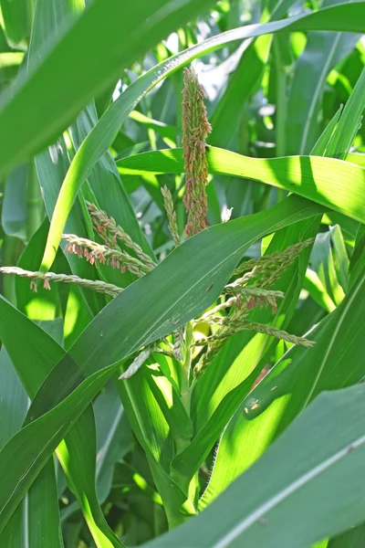 Зеленая кукуруза — стоковое фото