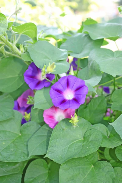 Stock image Flowers background