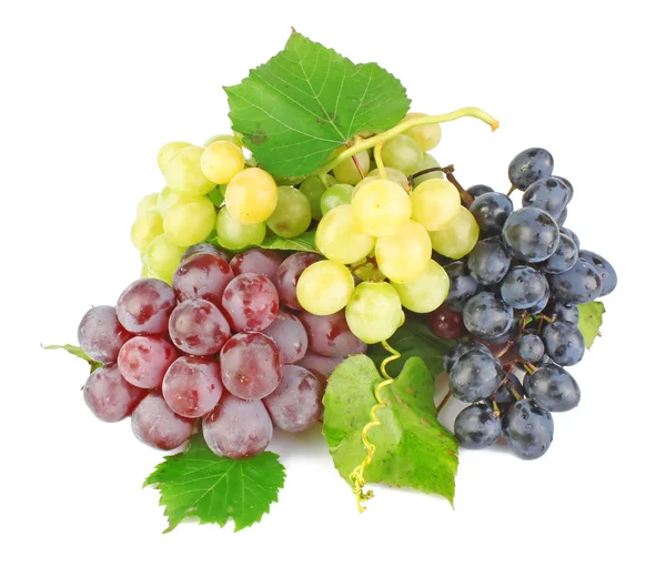 Collection of grape clusters Royalty Free Stock Images