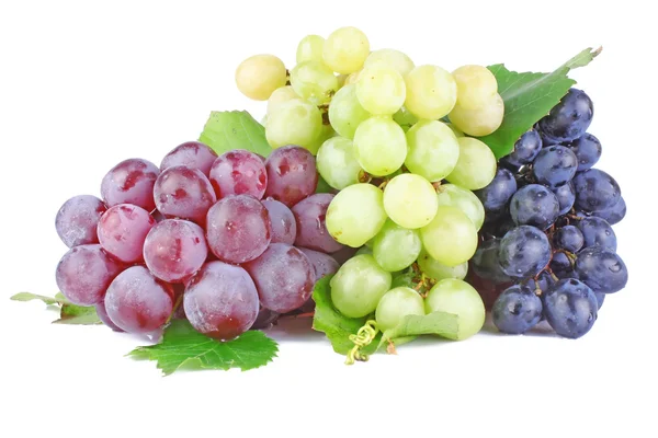 Collection of grape clusters Royalty Free Stock Photos