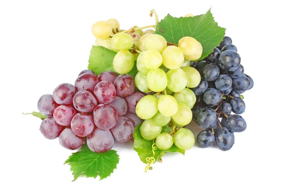 Collection of grape clusters Stock Image