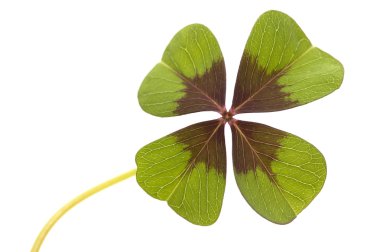 Four Leave Clover clipart