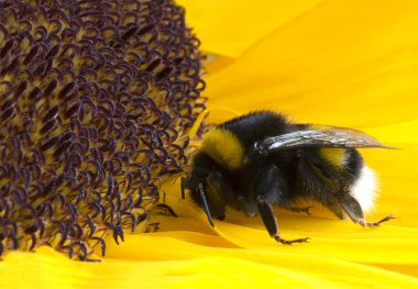 Bumble Bee on Sunflower clipart