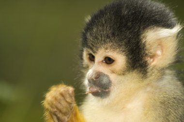 Eating Squirrel Monkey clipart